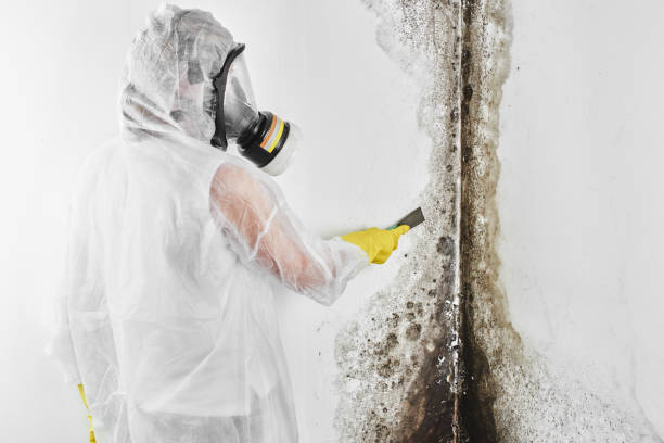 Best Mold Damage Restoration  in Brockton, MA